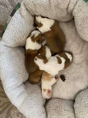 Our latest litter has arrived!